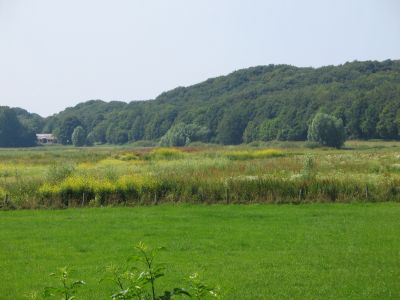 landscape 1